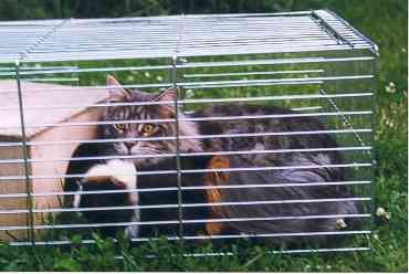 Maine Coon